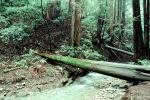 Fallen Tree, Forest, stream, brook, water