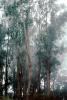 Eucalyptus Trees, NPNV10P15_06