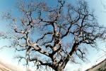 Tree fractals, Guinda, Yolo County, NPNV11P02_19