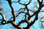 Tree Limbs fractals, Guinda, Yolo County