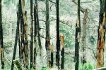 burned out forest, charred trees, NPNV11P05_08