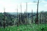 burned out forest, charred trees, NPNV11P06_02