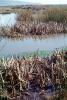 Wetlands, reeds, brackish water, Limantour Beach, NPNV11P06_06
