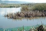 Wetlands, reeds, brackish water, Limantour Beach, NPNV11P06_07