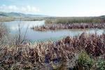 Wetlands, reeds, brackish water, Limantour Beach, NPNV11P06_08