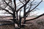 Limantour Beach, Wetlands, reeds, brackish water, burned out forest, charred trees, NPNV11P06_12