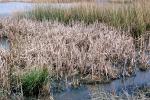 Limantour Beach, Wetlands, reeds, brackish water