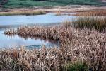 Limantour Beach, Wetlands, reeds, brackish water, NPNV11P06_16