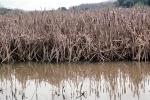 Limantour Beach, Wetlands, reeds, brackish water, NPNV11P06_17