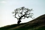 Bare Tree fractals, south of Petaluma, Sonoma County
