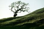 Bare Tree, south of Petaluma, Sonoma County, Hills, Hillside, NPNV11P11_14