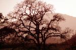 Bare Tree, south of Petaluma, Sonoma County, NPNV11P11_15