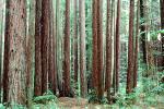 Redwood Forest, NPNV11P15_12