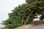 Cypress tree, wind swept, NPNV12P01_05