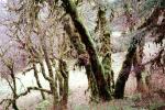 Trees, moss, Woodlands, forest, Orr Springs, Mendocino County, NPNV12P03_08