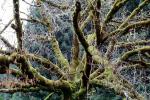 Trees, moss, Woodlands, forest, Orr Springs, Mendocino County, NPNV12P03_18