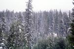 Woodlands, Forest, snowing, tree, conifer, Ice, Cold, Frozen, Icy, Winter