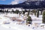 Mountains, Snow, Ice, Cold, Icy, Winter, Woodlands, El Dorado National Forest, Amador County, NPNV12P12_11