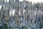 Sierra-Nevada Mountains, Ice, Cold, Frozen, Icy, Winter, El Dorado National Forest, Amador County, along California Highway 88, NPNV12P13_18