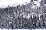 Sierra-Nevada Mountains, Ice, Cold, Frozen, Icy, Winter, El Dorado National Forest, Amador County, along California Highway 88