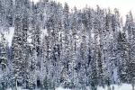 Sierra-Nevada Mountains, Ice, Cold, Frozen, Icy, Winter, El Dorado National Forest, Amador County, along California Highway 88, NPNV12P14_02