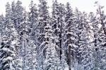 Sierra-Nevada Mountains, Ice, Cold, Frozen, Icy, Winter, El Dorado National Forest, Amador County, along California Highway 88, NPNV12P14_07