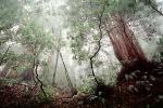 Fog, Trees, Forest, NPNV12P15_15