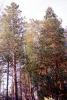 Nevada-City, trees, forest, NPNV12P15_16