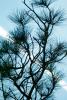 Pine Tree, Trees, Forest, Nevada-City, NPNV13P01_02