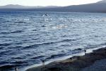 the North Shore, Lake Tahoe, water, NPNV13P04_17
