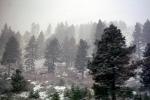 fog, pine trees, evergreen, snow, NPNV13P04_19