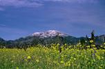 Mustard Flowers, Saint Helena, Sonoma County, NPNV13P07_12