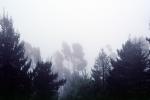 Fog, trees, Oakland, NPNV13P08_11