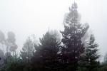 Fog, trees, Oakland, NPNV13P08_12