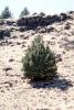 Little Pine Tree in the Igneous Ground, Lava Flows, NPNV13P09_14