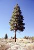 Pine Tree, NPNV13P12_06
