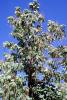 Tree, Hopland, Mendocino County