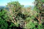 Trees, Lake Sonoma, NPNV13P15_06