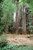 Hendy Woods State Park, Mendocino County, California, NPNV13P15_15
