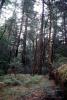 Hendy Woods State Park, Mendocino County, California, NPNV13P15_19