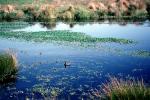 water, lake, reflection, wet, liquid, pond, duck, wetlands, NPNV14P04_16