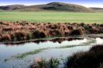water, lake, reflection, wet, liquid, coast, hills, fields, pond, duck, wetlands, NPNV14P04_17