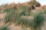 Sand Dune, plants, grasses, NPNV14P05_04