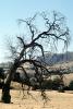 bare tree, sad, droopy, the lingering doubt of sadness, NPNV14P14_08