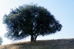 full tree, satesfied, NPNV14P14_10