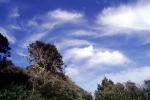 Clouds, Woodland, Trees, NPNV14P14_11