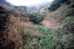 scrappy Hills, bush, thick vegetation, NPNV14P14_15