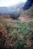 scrappy Hills, bush, thick vegetation, NPNV14P14_16