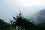 tree and fog, NPNV14P14_17