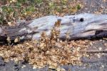 Hopland, wood, dead leaves, decay, NPNV14P15_03